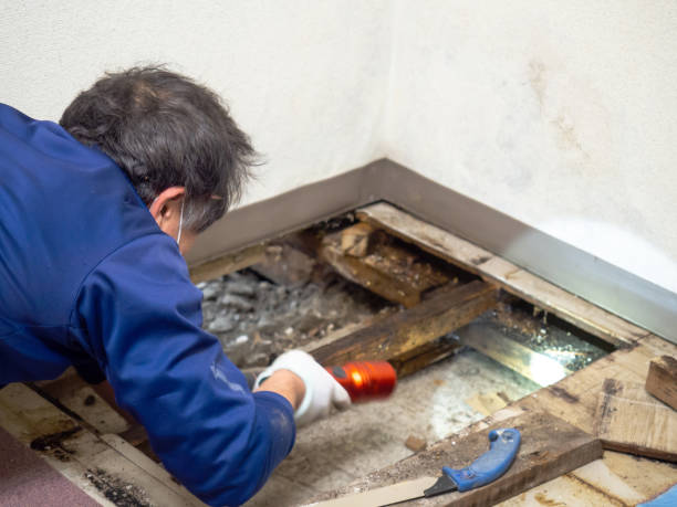 Best Emergency Mold Removal  in Morgantown, IN