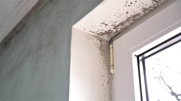Best Mold Inspection  in Morgantown, IN