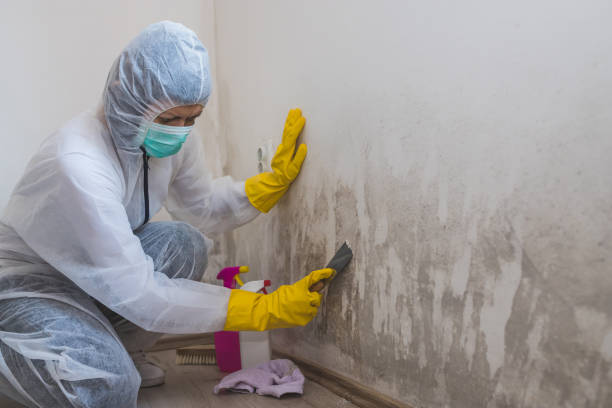 Best Toxic Mold Removal  in Morgantown, IN