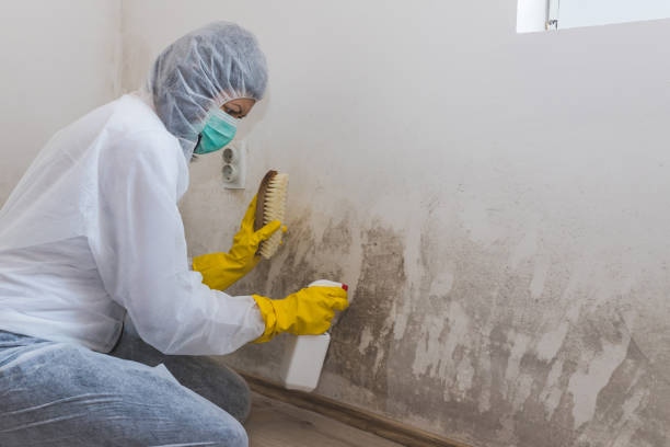 Best Commercial Mold Removal  in Morgantown, IN
