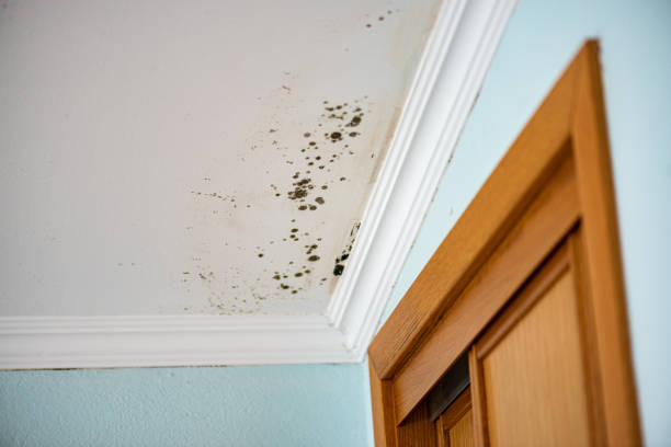 Professional Mold Removal in Morgantown, IN