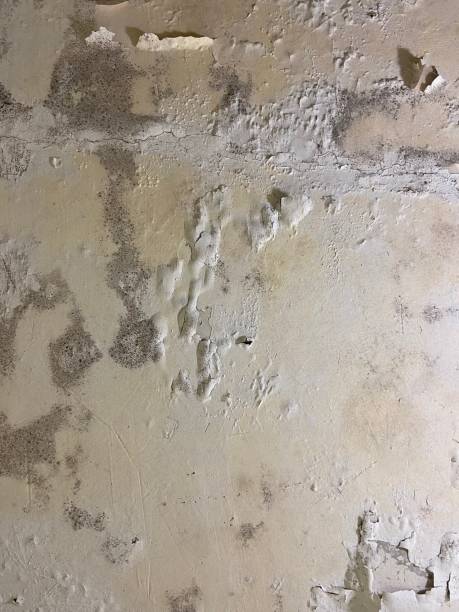 Best Mold Removal Specialists  in Morgantown, IN