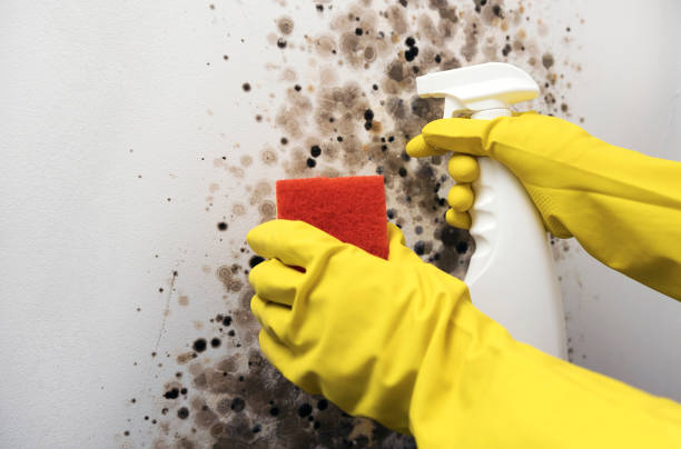Best Best Mold Removal Companies  in Morgantown, IN