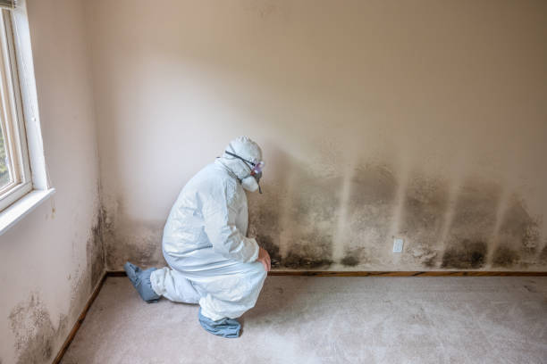 Best Office Mold Removal Services  in Morgantown, IN
