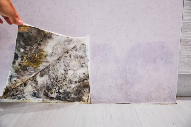 Best Professional Mold Removal  in Morgantown, IN